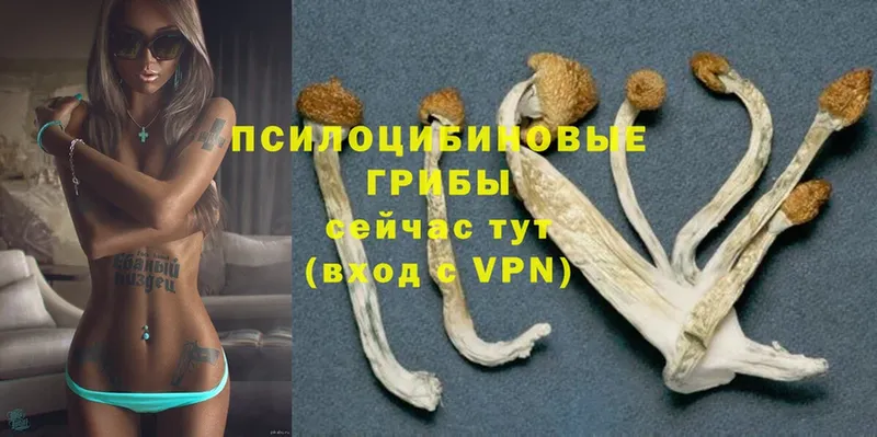 Псилоцибиновые грибы GOLDEN TEACHER  мега онион  Новодвинск 